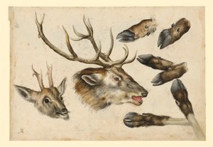  - Albrecht Dürer
