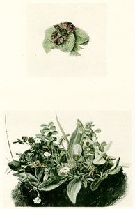 Violettes - Albrecht Dürer