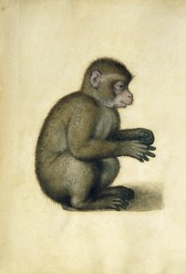 Un singe