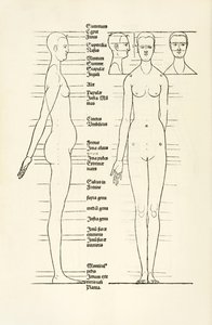 Gravure anatomique féminine de 