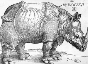 Rhinocéros