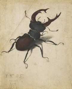 Cerf-volant