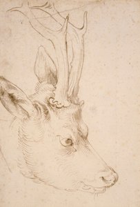 Tête de chevreuil mâle - Dessin de Albrecht Dürer