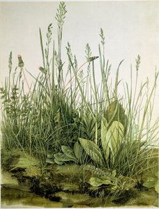La Motte avec des herbes sauvages