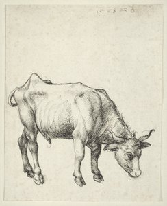 Jeune taureau, vers 1493