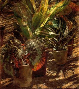 Bégonias. - Aleksander Gierymski