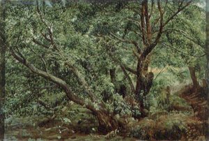 Arbres près d