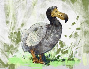 Représentation du dodo éteint (illustration)