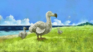 Représentation du dodo éteint (illustration)