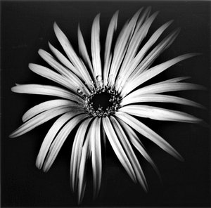 Étoile, 2019