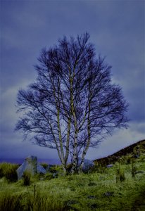 Paysage bicolore, 2019 - Alex Caminker