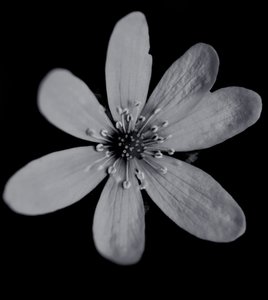 Sans titre, 2019 - Alex Caminker