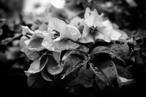 Cluster