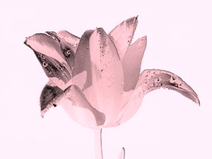Fleur rose cristal, 2019