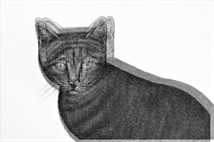 chat électrique, 2019