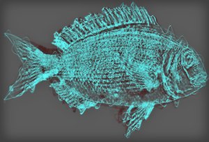 Poisson II, 2020 - Alex Caminker