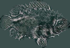 Poisson en vert, 2020 - Alex Caminker