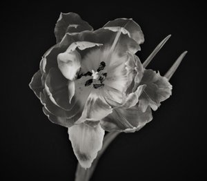 Géométrie des fleurs