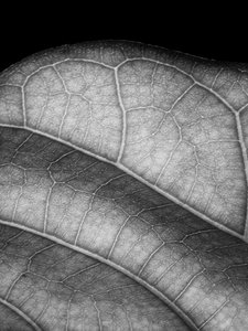 Feuille