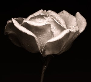 Rose - Alex Caminker