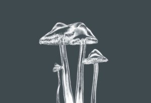 Champignons argentés