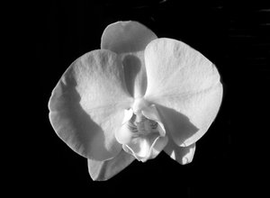 Sans titre (fleur)