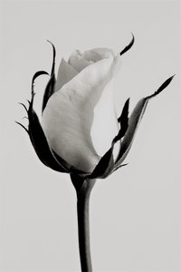 Rose blanche - Alex Caminker