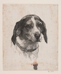 Une tête de chien