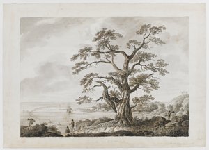 Arbre sur la colline de l
