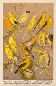 Canaris