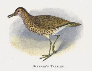Le Chevalier de Bartram