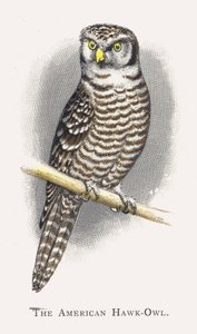 La Chouette épervière américaine - Alexander Francis Lydon