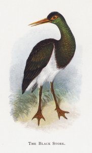 La Cigogne noire