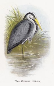 Le Héron cendré
