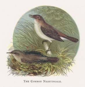 Le Rossignol philomèle