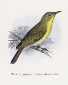 La Fauvette des arbres