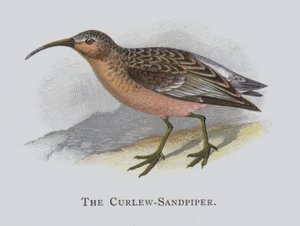 Le Bécasseau Maubèche
