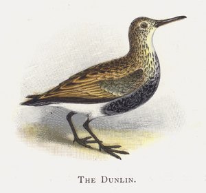 Le Bécasseau Variable