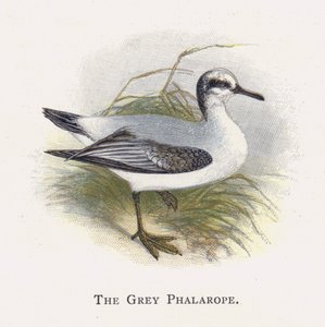 Le Phalarope Gris