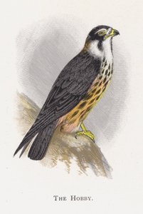 Le Faucon hobereau