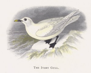 La Mouette Ivoire
