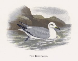 La Mouette Tridactyle - Alexander Francis Lydon