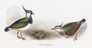 Le Vanneau