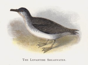 Le Puffin Levantin