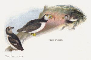 Le Petit Pingouin, Le Macareux