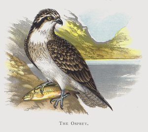 Le Balbuzard pêcheur