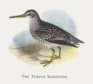 Le Bécasseau Violet