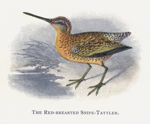 Le Chevalier à Poitrine Rouge
