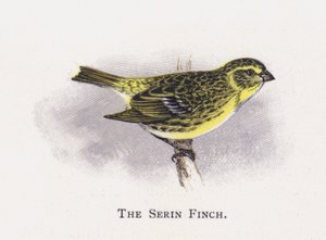 Le Serin cini - Alexander Francis Lydon