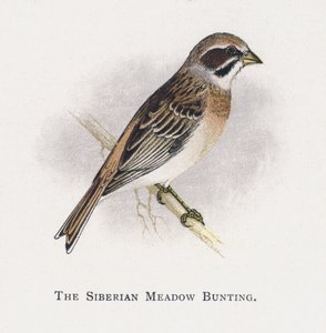 Le Bruant de Sibérie